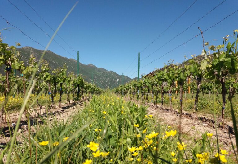 best scenery vineyard